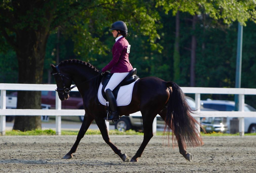 dressage